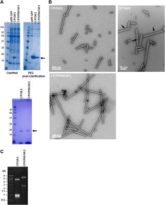 The Use of a Replicating Virus Vector For in Planta Generation of Tobacco Mosaic Virus Nanorods Suitable For Metallization